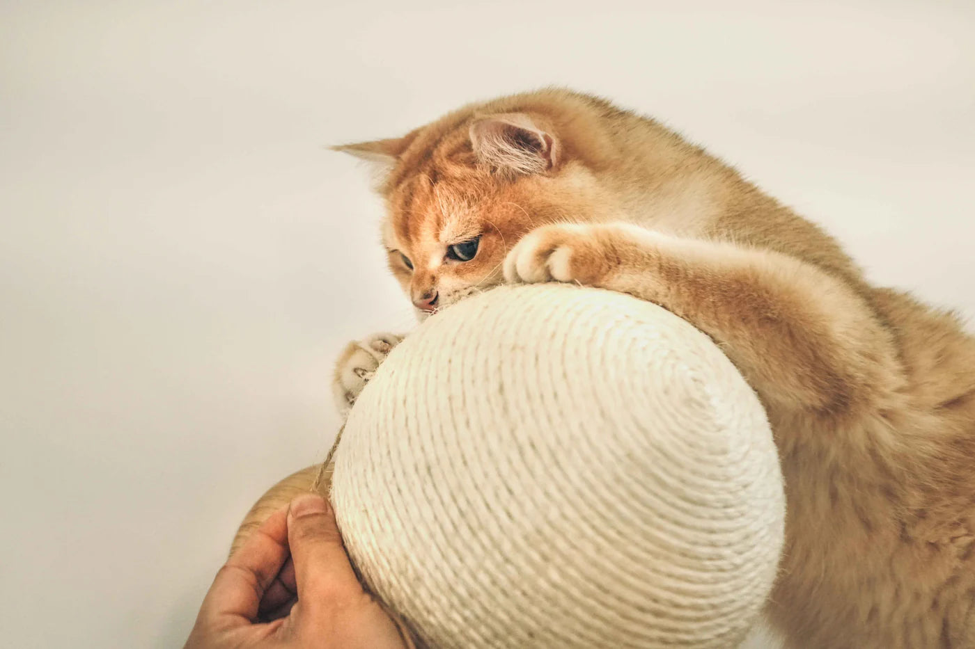 MYZOO マイズー Caturn 爪研ぎボール