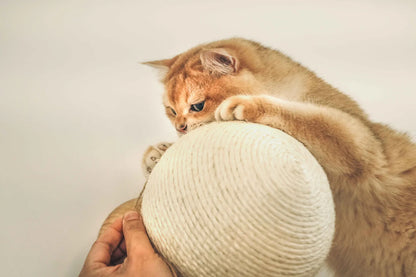 MYZOO マイズー Caturn 爪研ぎボール