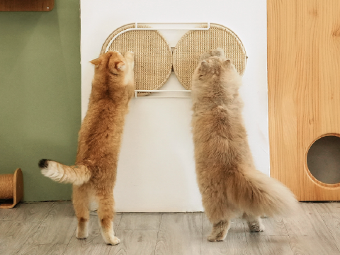 MYZOO マイズー MYZOO マイズー Locus 円形爪研ぎボード