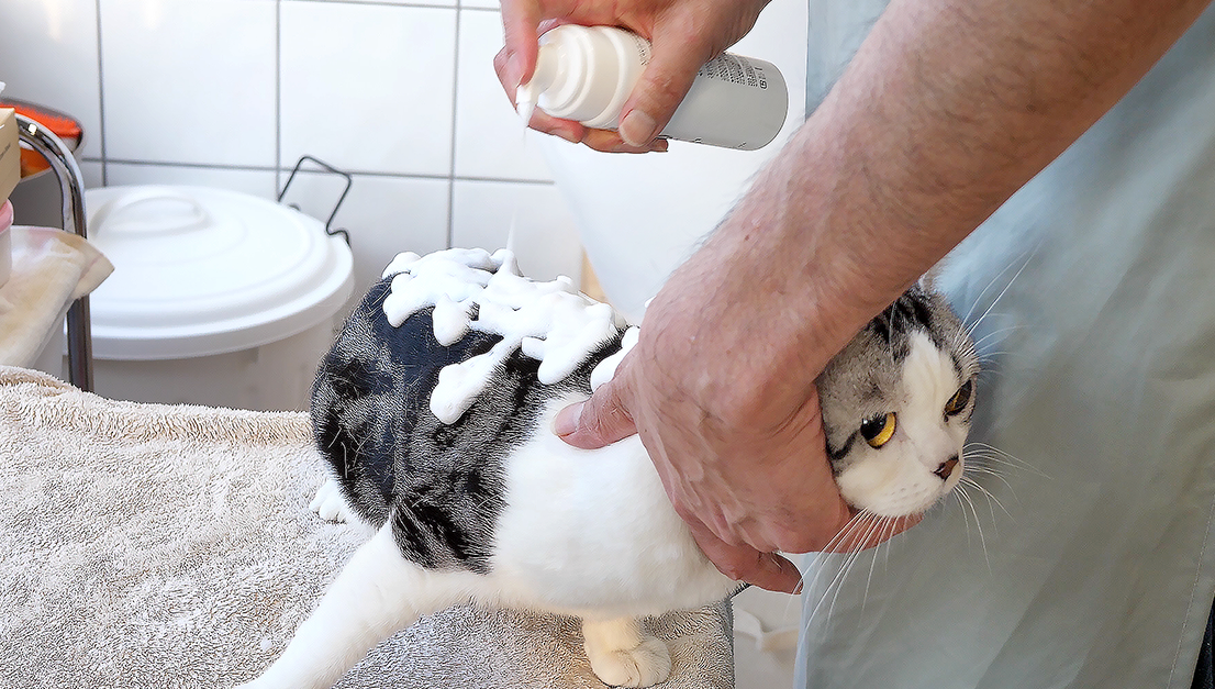 APDC 猫用プロフェッショナル スタンダード ケア シャンプー クレンジングシャンプー 250mL
