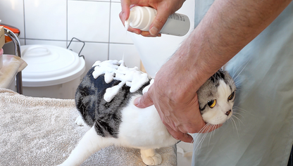 APDC 猫用プロフェッショナル スタンダード ケア シャンプー クレンジングシャンプー 250mL