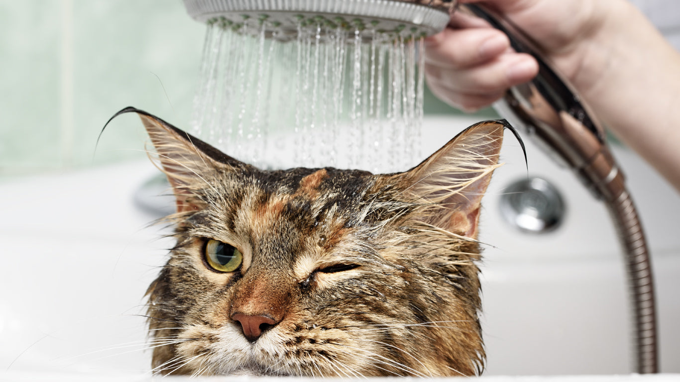 APDC 猫用プロフェッショナル スタンダード ケア シャンプー クレンジングシャンプー 250mL