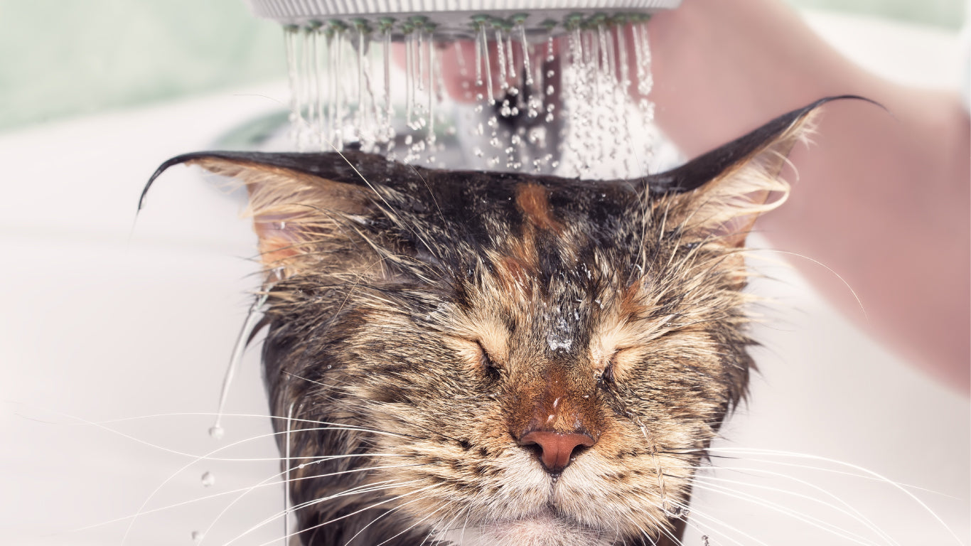 APDC 猫用プロフェッショナル スタンダード ケア シャンプー クレンジングシャンプー 250mL